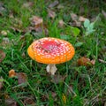 Red Amanita muscaria Fly Agaric fungi mushroom toadstool grows in the forest