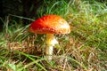 Red Amanita muscariamushroom growing in magic autumn forest closeup, selective focus Royalty Free Stock Photo