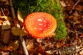 Red Amanita Muscaria fungus macro close up in natural environment