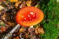 Red Amanita Muscaria fungus macro close up in natural environment