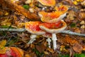 Red Amanita Muscaria fungus macro close up in natural environment