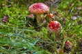 Red amanita muscaria under a tree on a lawn Royalty Free Stock Photo