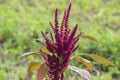Red Amaranth, African-spinach, blood amaranth, bush greens Flowers and Plant