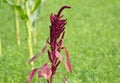 Red Amaranth, African-spinach, blood amaranth, bush greens Flowers and Plant