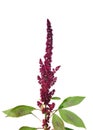 Red amaranth (Amaranthus cruentus)