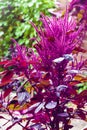 Red amaranth Amaranthus cruentus inflorescence closeup in sunny day Royalty Free Stock Photo