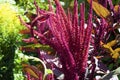 Red amaranth Amaranthus cruentus inflorescence closeup on sunn Royalty Free Stock Photo