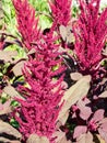 Red amaranth Amaranthus cruentus inflorescence Royalty Free Stock Photo