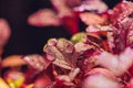 Red amaranth microgreens grown indoors in soil. Royalty Free Stock Photo