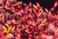 Red amaranth microgreens grown indoors in soil. Royalty Free Stock Photo