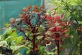 Red Amaranthus dubius, the red spinach, Chinese spinach, spleen amaranth It belongs to the economically important family