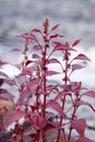 Red Amaranthus dubius, the red spinach, Chinese spinach, spleen amaranth It belongs to the economically important family