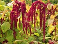 Red Amaranthus flowers pony tails