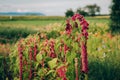 Red Amaranthus flowers