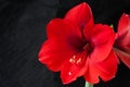 Red amarillis flower