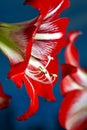 Red amarillis flower, macro Royalty Free Stock Photo