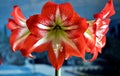 Red amarillis flower, macro Royalty Free Stock Photo