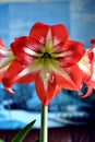 Red amarillis flower, macro Royalty Free Stock Photo