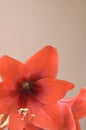 Red amarylis Royalty Free Stock Photo