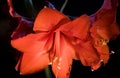 Red Amaryllis Royalty Free Stock Photo