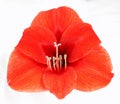Red amaryllis Royalty Free Stock Photo