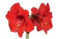 Red Amaryllis Royalty Free Stock Photo