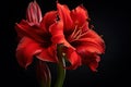 Red Amaryllis (Amaryllis Hippeastrum) flower isolated on black background. Generative AI Royalty Free Stock Photo