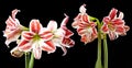 Red amaryllis on a black background Royalty Free Stock Photo