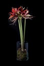 Red amaryllis on black background Royalty Free Stock Photo