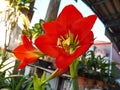 Red amaryllis bloom Royalty Free Stock Photo