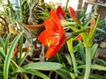 Red amaryllis bloom Royalty Free Stock Photo