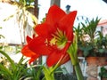 Red amaryllis bloom Royalty Free Stock Photo