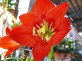 Red amaryllis bloom Royalty Free Stock Photo