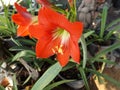 Red amaryllis bloom Royalty Free Stock Photo