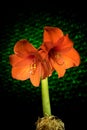 Red amaryllis bloom Royalty Free Stock Photo
