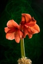 Red amaryllis bloom Royalty Free Stock Photo