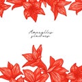 Red Amaryllis Border - Hippeastrum. Vector Illustration. isolated on White Background.