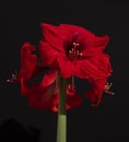Red amaryllis bouquet isolated on a black background Royalty Free Stock Photo