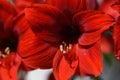 The Red Amaryllis Royalty Free Stock Photo