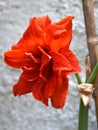 Hippeastrum vivid flower, closeup.