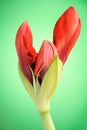 Red Amaryllis flower Royalty Free Stock Photo