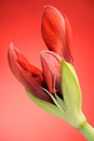 Red Amaryllis flower Royalty Free Stock Photo