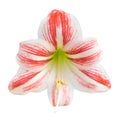 Red amaryllis flower. Royalty Free Stock Photo