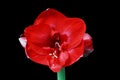 Red amaryllis flower Royalty Free Stock Photo