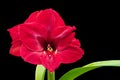 Red amaryllis flower on a black isolated background, free space Royalty Free Stock Photo