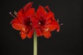 Red amaryllis flower in bloom isolated on a black background Royalty Free Stock Photo