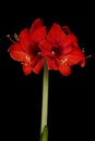 Red amaryllis flower in bloom isolated on a black background Royalty Free Stock Photo