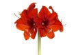 Red amaryllis flower in bloom isolated on a white background Royalty Free Stock Photo