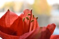 Red amaryllis flower in bloom