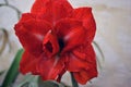 Red amaryllis flower bloomed in the garden. Red funnel shaped flower also known as star lilly. Royalty Free Stock Photo